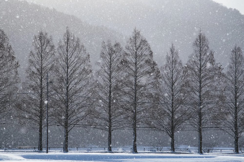 雪の中に並ぶ、葉を落とした木々